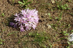 Colchicum hierosolymitanum