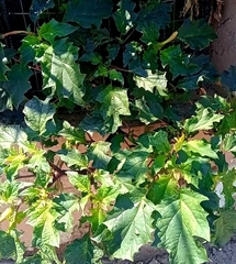 Magnoliopsida