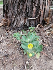 Capsicum rhomboideum