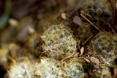 Mammillaria prolifera arachnoidea