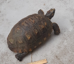 Chelonoidis denticulatus