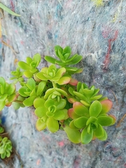 Sedum kimnachii