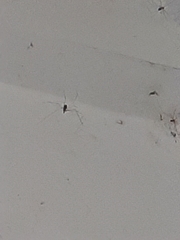 Cyrtophora cicatrosa