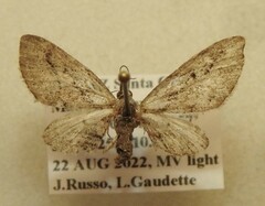 Eupithecia placidata