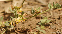 Acmispon decumbens decumbens
