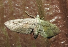 Eupithecia placidata