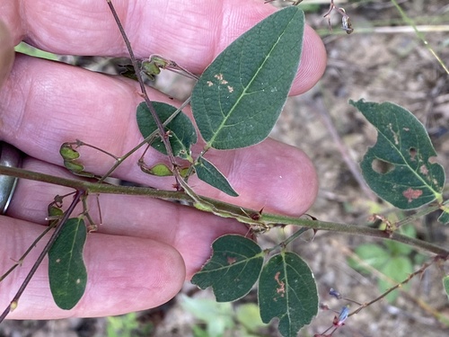 Image of Desmodium glabellum by (c) Mark Eanes, some rights reserved (CC BY)