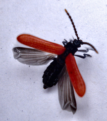 Platycis minutus
