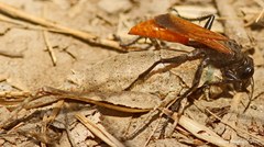 Palmodes praestans