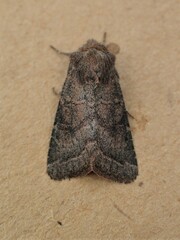 Protorthodes curtica