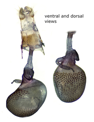 Eupithecia placidata