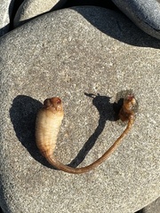 Styela montereyensis