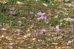 Colchicum stevenii
