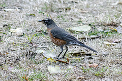 Turdus migratorius