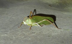Steirodon