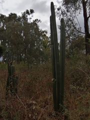 Trichocereus macrogonus