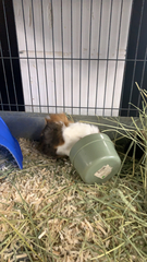 Cavia porcellus