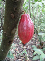 Theobroma cacao