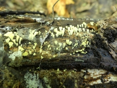 Henningsomyces
