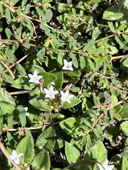 Richardia brasiliensis