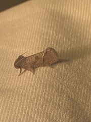 Acrolophus texanella