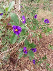 Lycianthes lycioides