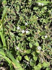 Richardia brasiliensis