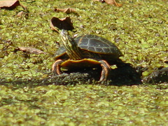 Chrysemys dorsalis