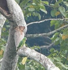 Tanygnathus sumatranus