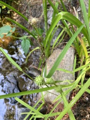 Sparganium americanum
