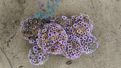 Pholisma arenarium
