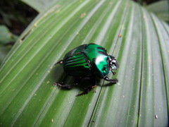 Oxysternon conspicillatum