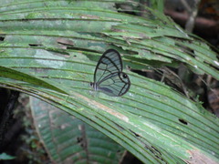 Dulcedo polita