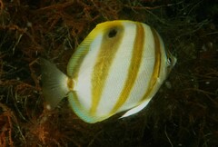 Parachaetodon ocellatus