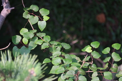 Vitis flexuosa