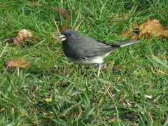 Junco hyemalis hyemalis