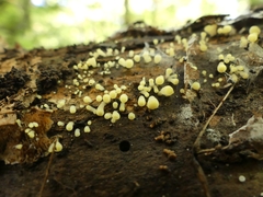 Henningsomyces