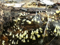 Henningsomyces