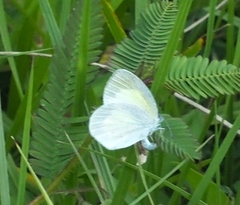 Aeschynomene americana