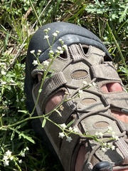 Parthenium hysterophorus