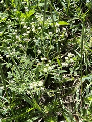 Parthenium hysterophorus