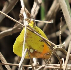 Afrodryas leda
