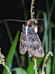 Sphingomorpha chlorea