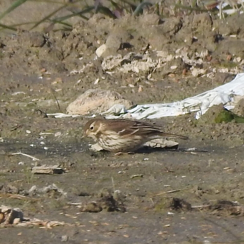Siberian Pipit (Anthus japonicus), photo 5