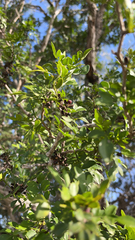 Zanthoxylum fagara