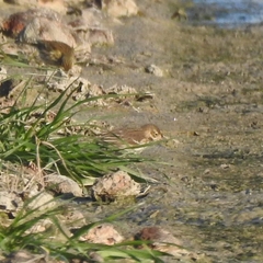 Anthus rubescens japonicus