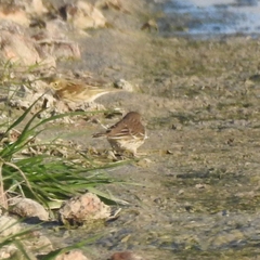 Anthus rubescens japonicus