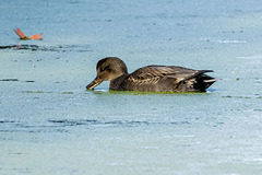 Mareca strepera strepera