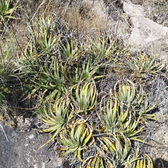 Hechtia