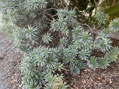 Echium candicans